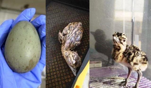 Great Indian Bustard was born through artificial insemination in Jaisalmer