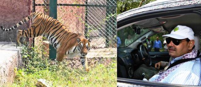 cm bhajan lal sharma inaugurates nahargarh tiger safari in jaipur
