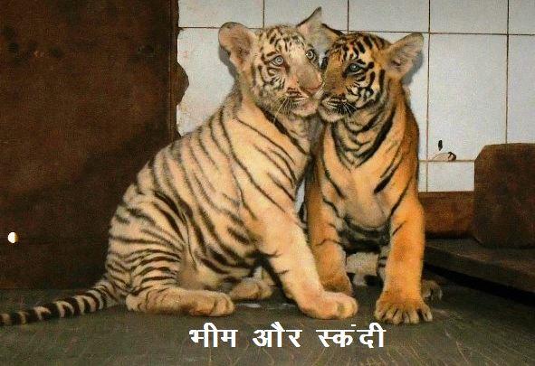 cm bhajan lal sharma inaugurates nahargarh tiger safari in jaipur