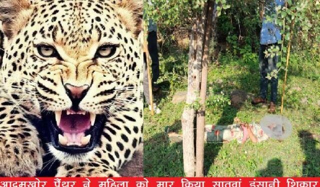 maneater panther in udaipur maneater panther kills woman in gogunda udaipur his seventh hunt