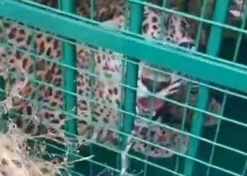 udaipur Panther escaped from Sajjangarh Biological Park