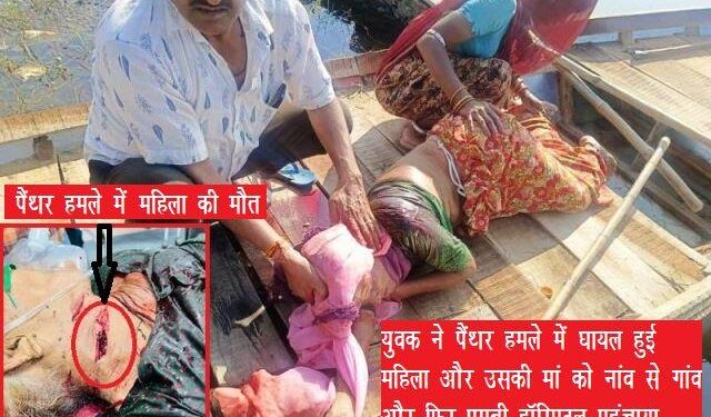 udaipur maneater panther killed woman in madar maneater panther continue attacking on villagers