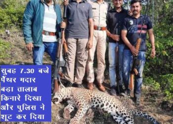 udaipur maneater panther shot dead in madar