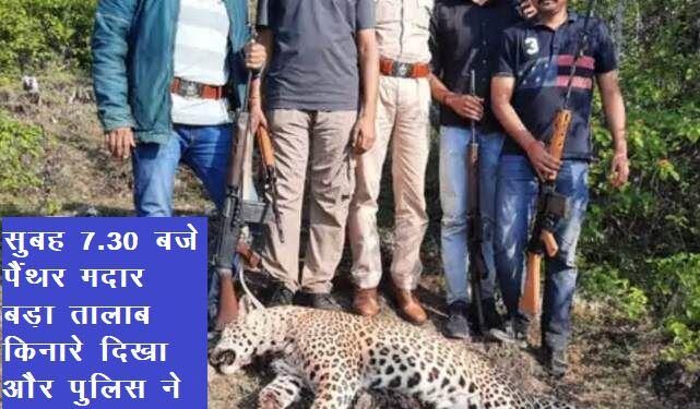 udaipur maneater panther shot dead in madar