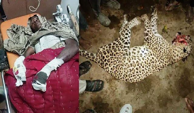 udaipur villagers killed panther by beaten after panther attack in sayra gogunda