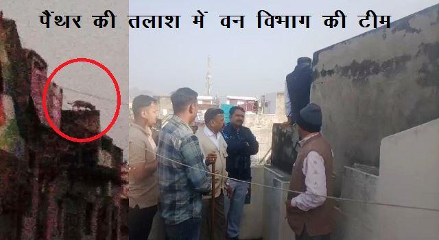 Panther movement in Salumbar market close, people in homes, forest department udaipur rescue team on spot