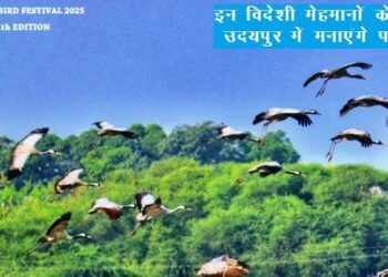 udaipur bird festival 2025 will celebrate 17 to 19 january