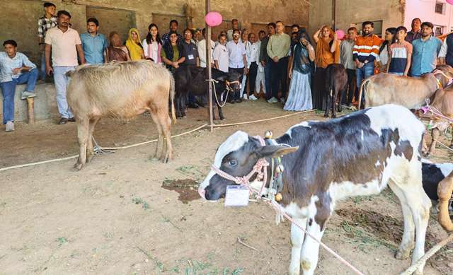 hindustan zinc samadhan pariyojana good quality breed of cattle and buffalo mela