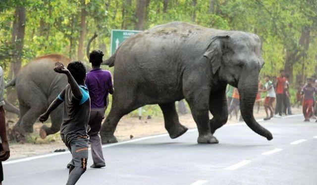 human elephant conflict in india