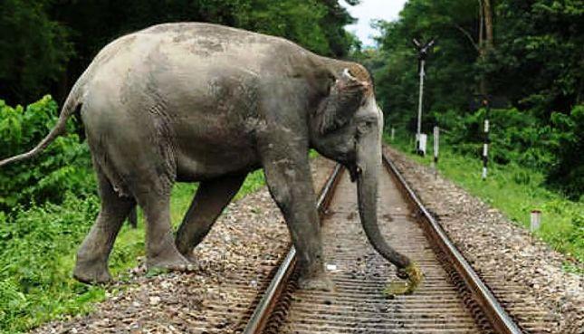 human elephant conflict