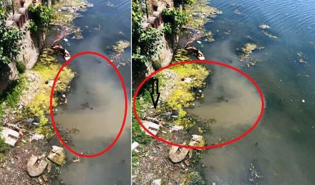 udaipur sewage falling in lakes rang sagar pichola lake udaipur