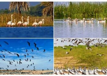 Menar talab udaipur becomes internationally recognized Ramsar site