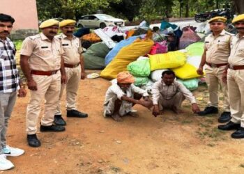 Udaipur police caught Illegal ganja cultivation, 153 kg ganja and 1336 kg ganja crop seized in kanod