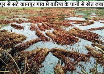 Heavy rain crop damage in udaipur