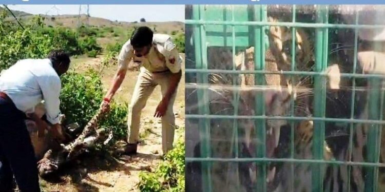 udaipur Panther cub killed, one trapped in cage panther attack Four people in two days in gogunda udaipur