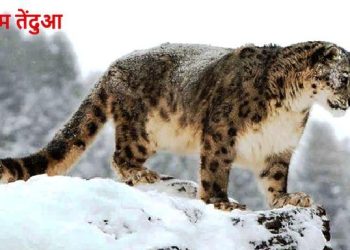 Snow Leopard conservation in india