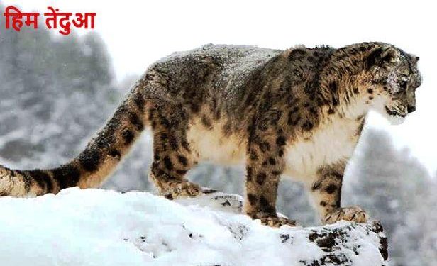Snow Leopard conservation in india