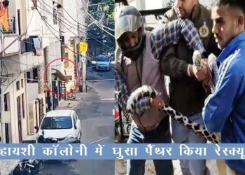 udaipur panther enter in houses in residential colony krishnapura bhupalpura udaipur city