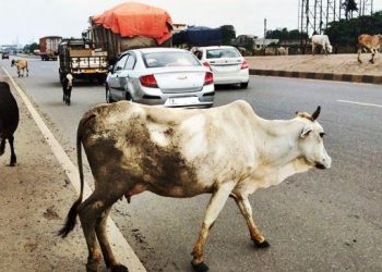 National Highway Cattle Safety Alert