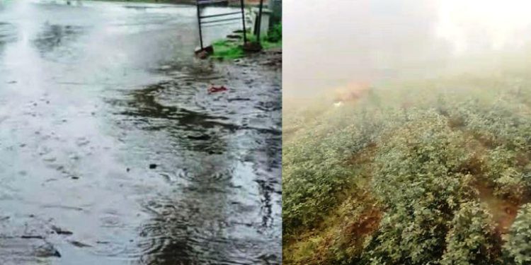 Rainfall in several parts of Rajasthan