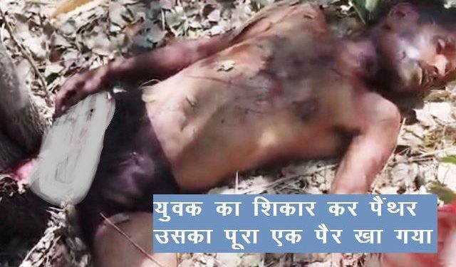 Udaipur Panther kills watchman in upli badi village badi udaipur