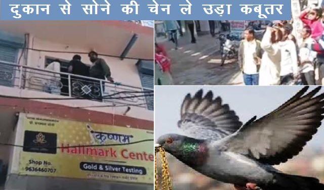 nagaur pigeon fly away with gold chain from jewellery shop