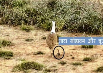 wildlife news Gujarat kutch sees a GIB chick after a decade
