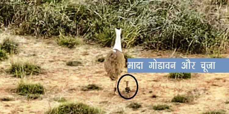 wildlife news Gujarat kutch sees a GIB chick after a decade