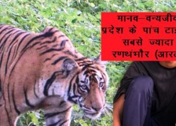 man vs wild death rate tiger reserve in rajasthan tiger attack case