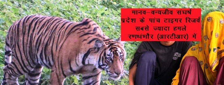 man vs wild death rate tiger reserve in rajasthan tiger attack case
