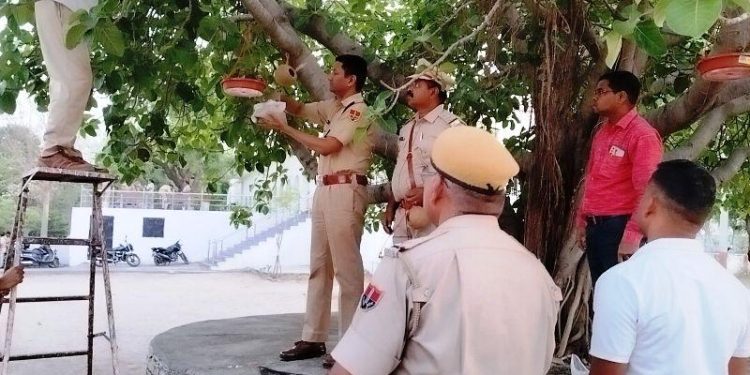 rajasthan samaj seva sansthan udaipur parinda vitran abhiyan