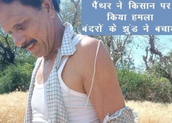 udaipur news latest Monkeys attack on Panther to Save Farmer in gogunda udaipur