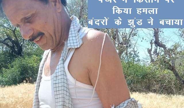 udaipur news latest Monkeys attack on Panther to Save Farmer in gogunda udaipur