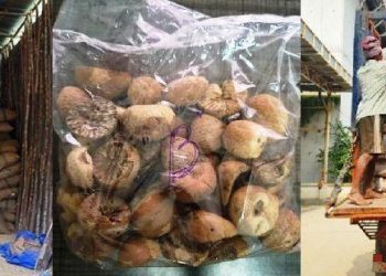 DRI seizes 60000 kg smuggled foreign origin areca nuts in North-East region
