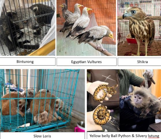 DRI busts wildlife smuggling network across India including rajasthan 15kg ivory seized 33 arrested