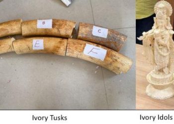 DRI busts wildlife smuggling network across India including rajasthan 15kg ivory seized 33 arrested
