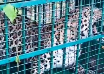 Udaipur panther trapped-lakadwas-village udaipur-forest-department