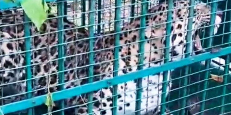 Udaipur panther trapped-lakadwas-village udaipur-forest-department