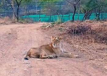 Udaipur Sajjangarh Lion Safari Lioness Sunaina Death