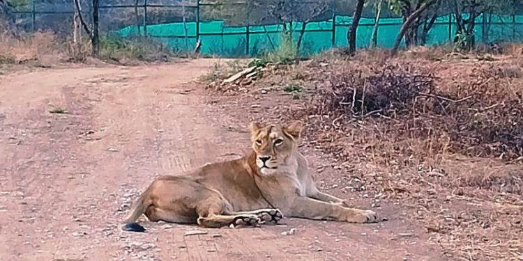 Udaipur Sajjangarh Lion Safari Lioness Sunaina Death