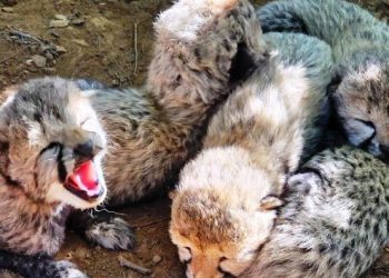 India’s cheetah population reaches 60 after India-born female cheetah KJP21 gives birth to five healthy cubs at Kuno National Park