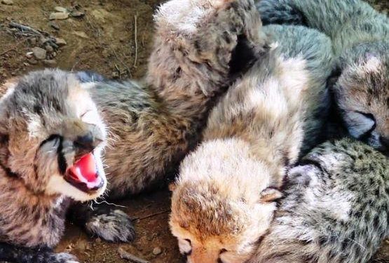 India’s cheetah population reaches 60 after India-born female cheetah KJP21 gives birth to five healthy cubs at Kuno National Park