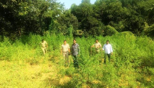 Udaipur Police Anti-Drug Action