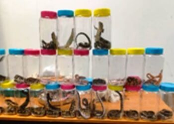 dri-wildlife-smuggling-busted-trichy-airport-45-live-reptiles-seized